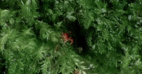 Red Spider Mite Tiny Macro 4K+ Stock-Footage 210182766