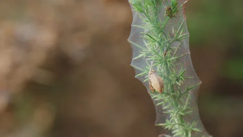 Red spider mites on their web made over a spiky common gorse bush 1. 4K tripod Stock Footage 202727853