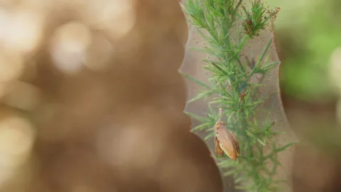 Red spider mites on their web made over a spiky common gorse bush 2. 4K tripod Stock Footage 202732853