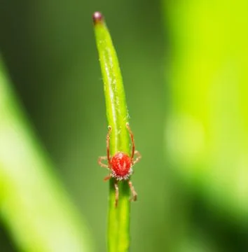 Red spider Stock Photos