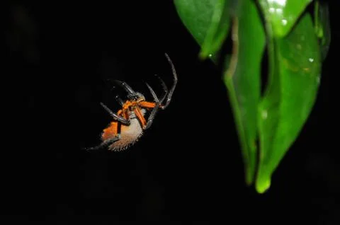 Red Spider Foto stock