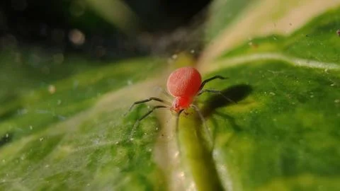 Red spider Stock Photos