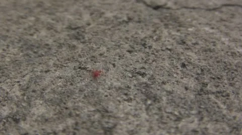 Red spider on the Rocks Stock Footage 10701711