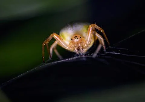 Red spider in a web Stock Photos