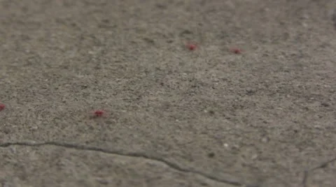 Red Spiders Crawling on Pavement Stock Footage 10683623