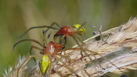Red Spiders Mating on Grass. Video stock 307264486