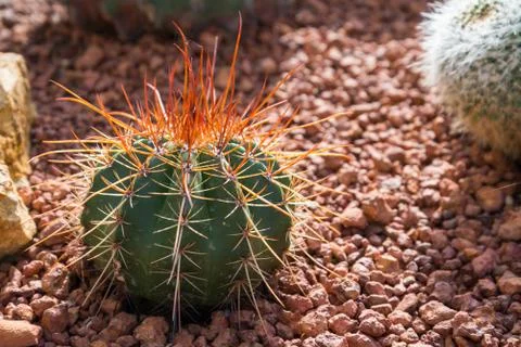 Red spike cactus Stock Photos
