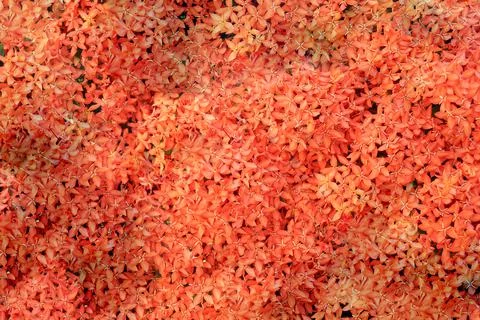 Red spike flower (background image) Stock Photos