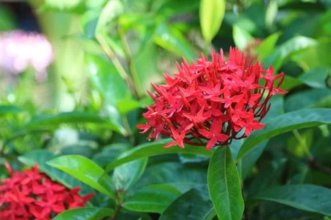 Red spike flower. Stock Photos