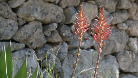 Red spike inflorescences of Narrow Leaf Paintbrush on stone background Video stock 167946805