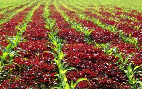 Red spinach and corn field Stock Photos