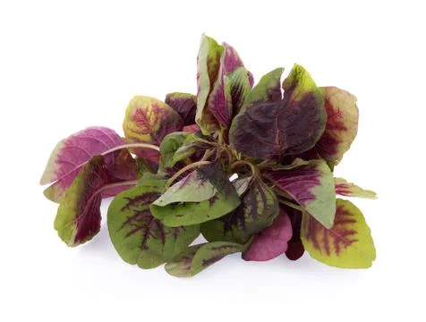 Red spinach isolated on white background Stockfoto's