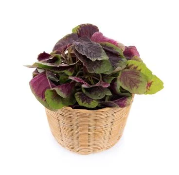 Red spinach isolated on white background Stock-Fotos