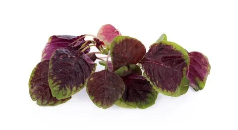 Red spinach isolated on white background 写真素材