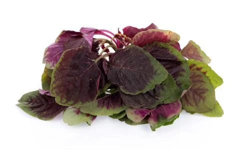 Red spinach isolated on white background 스톡 사진