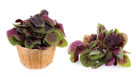 Red spinach isolated on white background 写真素材