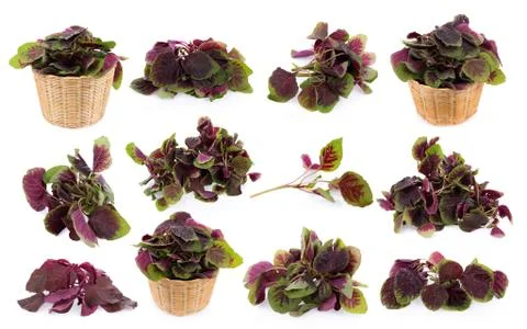 Red spinach isolated on white background Foto stock