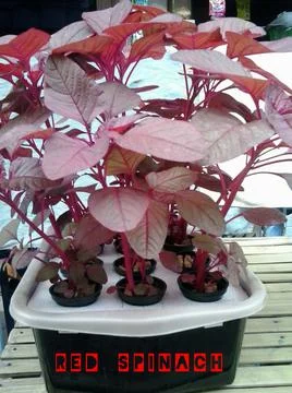 Red Spinach Foto stock