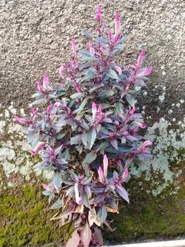 Red spinach Foto stock