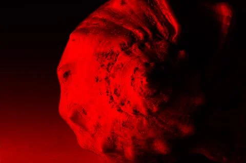 Red Spiral Seashell on Dark Background with Smooth Shadows and Soft Highlights Stock Photos