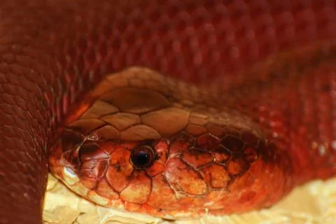 Red Spitting Cobra Stock Photos