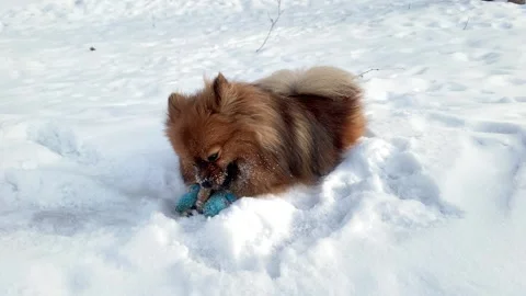 Red Spitz in blue socks gnaws a stick in the snow. Stock Footage 236476975
