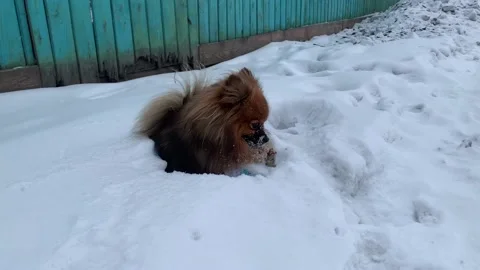Red Spitz in blue socks gnaws a stick in the snow. Stock Footage 236476989