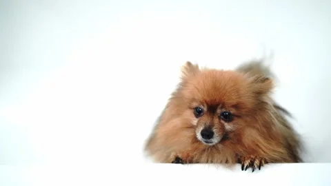 Red Spitz dog on a white background waving its tail Stock Footage 296045682