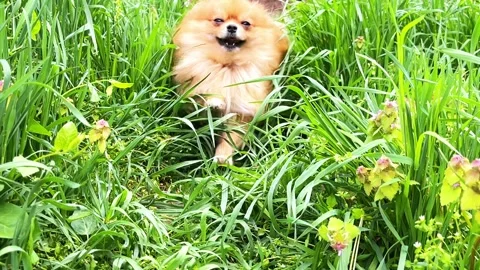 Red Spitz runs in the tall grass Stock Footage 274574048