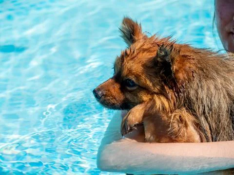 Red spitz swims in the pool. Stock Photos