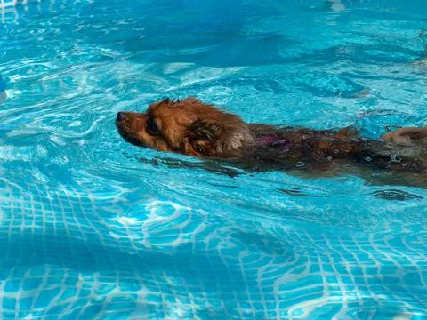Red spitz swims in the pool. Stock Photos