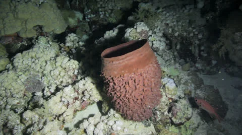 Red sponge at night Stock Footage 22706685