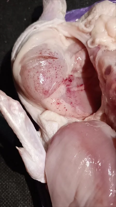 Red spots on chicken meat in closeup Stock Footage 312249596