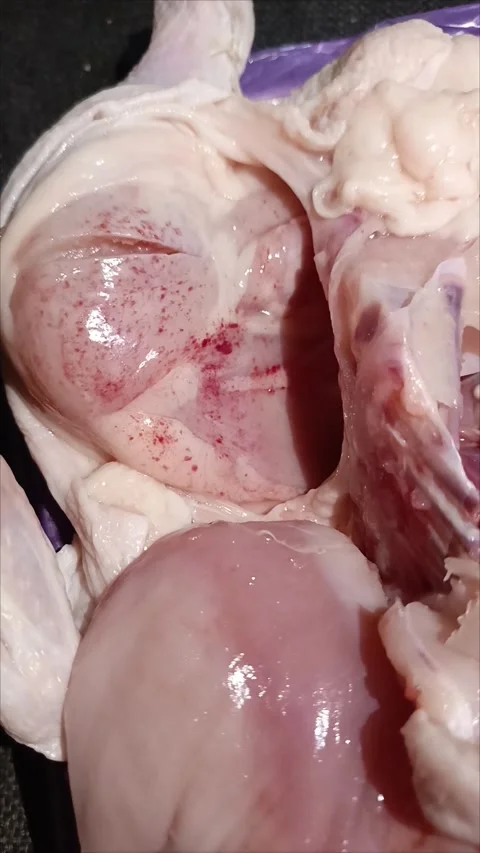 Red spots on chicken meat in closeup Stock Footage 312249598
