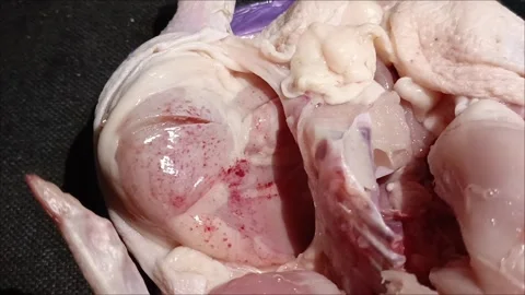 Red spots on chicken meat in closeup Video stock 312249607