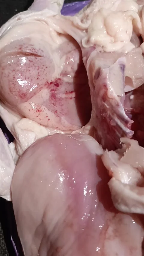 Red spots on chicken meat in closeup Stock Footage 312249608