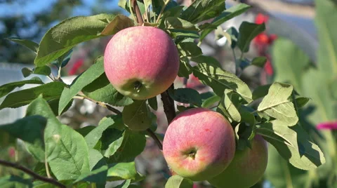 Red spotted apples on apple tree branch. Video stock 66529873