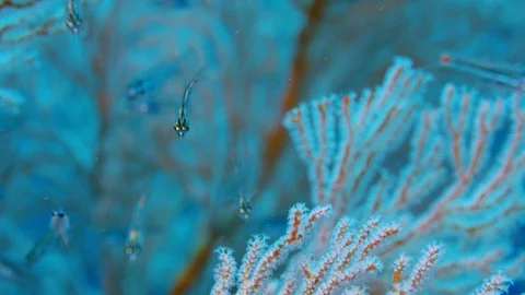 A Red-spotted Cardinalfish or Red-spot Cardinalfish,Ostorhinchus parvulus , s Vídeo Stock 98847154