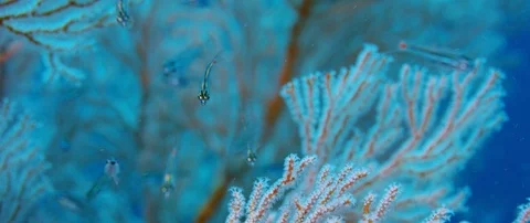 A Red-spotted Cardinalfish or Red-spot Cardinalfish,Ostorhinchus parvulus , s Stock Footage 99200847