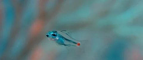 A Red-spotted Cardinalfish or Red-spot Cardinalfish,Ostorhinchus parvulus , s Video stock 99256040