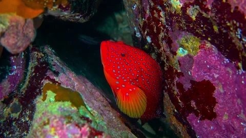 Red spotted hawkfish hidden in a vibrant coral reef crevice. Stock Footage 301032781