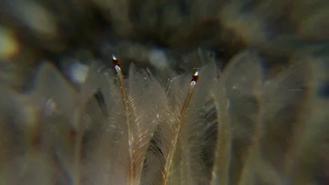 Red-Spotted Horseshoe Worm Out Of Its Tube, Gills With Eyespot Close-Up Stock Footage 97029538