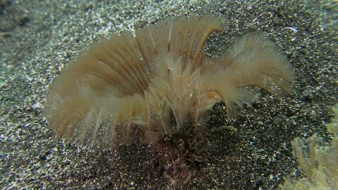 Red-Spotted Horseshoe Worm Slowly Getting Out Of Its Tube Stock Footage 97030516
