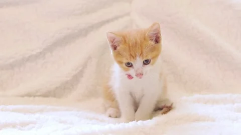 Red spotted kitten washes after eating. Kitten on a light background Stock Footage 246974517