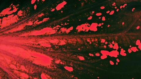 Red Spotted Leaf Texture Macro Stock Photos