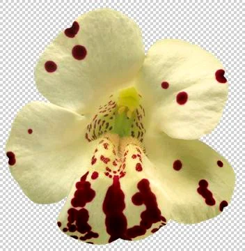 Red spotted Monkey flower, mimulus, cutout, transparency Photos