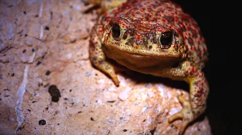 Red-spotted Toad breathing rapidly at night in Arizona, USA. Stock Footage 23780415