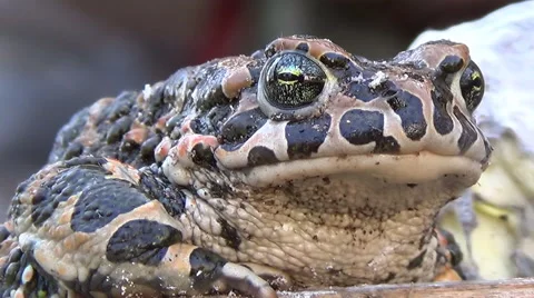 A Red-spotted Toad, Bufo European, toad stares into the camera. Stock Footage 62204024