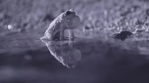 Red-spotted toad at night in the desert Stock Footage 270046727