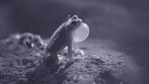 Red-spotted toad at night in the desert Stock Footage 270046729